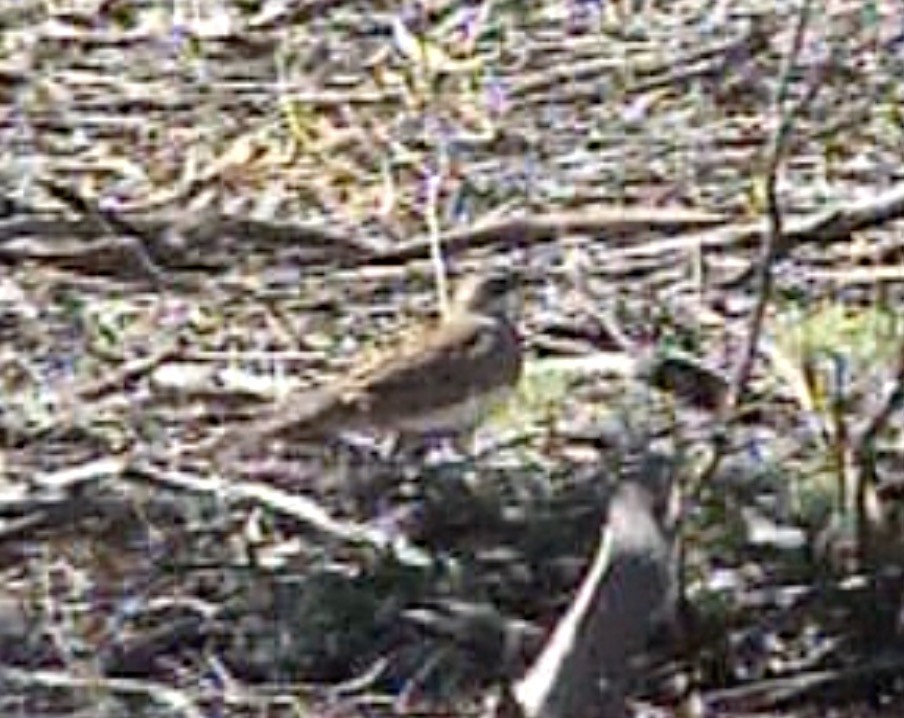 Chestnut Quail-thrush - Tommy Pedersen