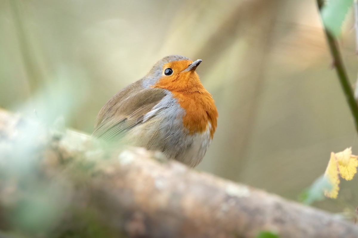 European Robin - ML612795195