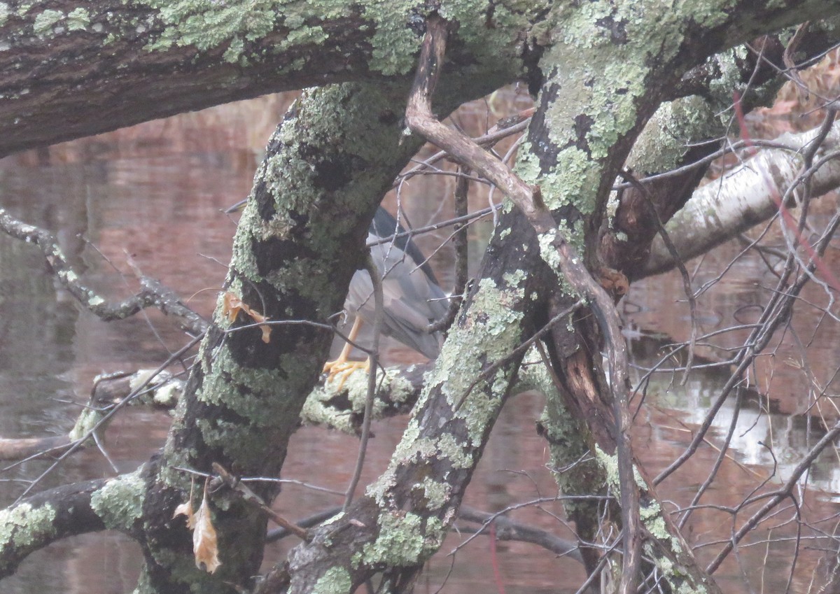 Black-crowned Night Heron - ML612795225