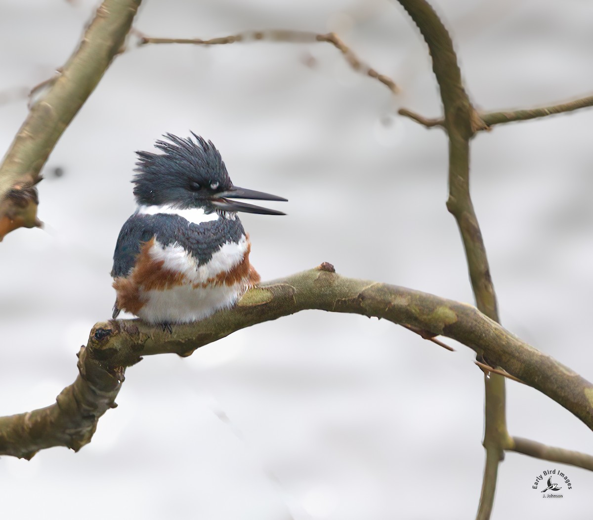 Belted Kingfisher - ML612795252