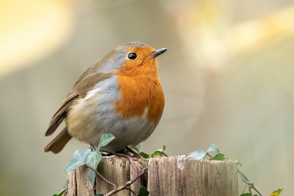 European Robin - ML612795300