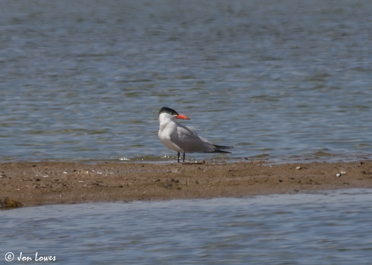 Caspian Tern - Jon Lowes