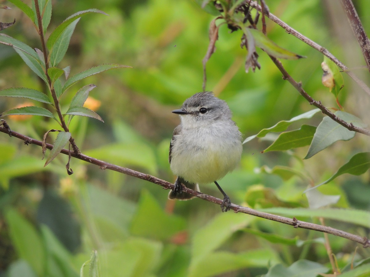 White-crested Tyrannulet - ML612795347