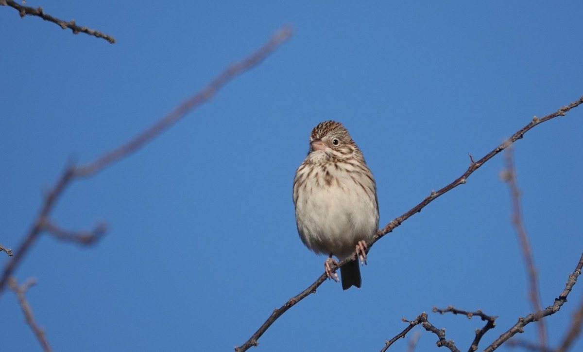 Vesper Sparrow - ML612795357