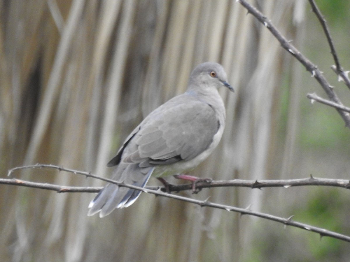 White-tipped Dove - Patricio Ramírez Llorens