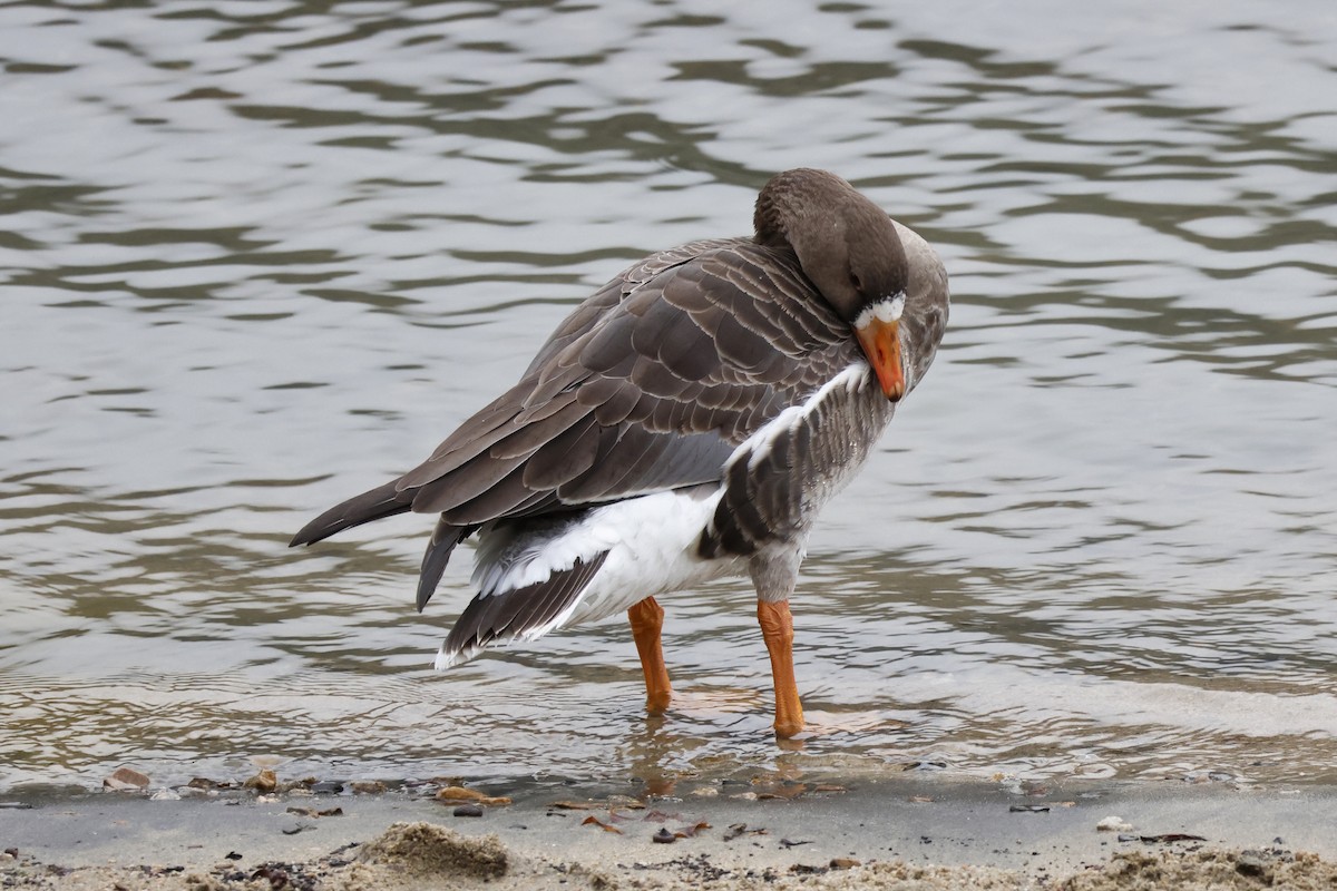 Greater White-fronted Goose - ML612795441