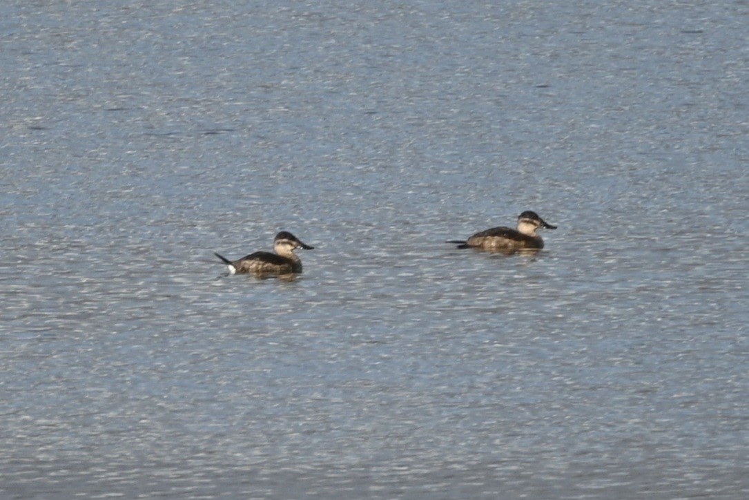 Ruddy Duck - ML612795453