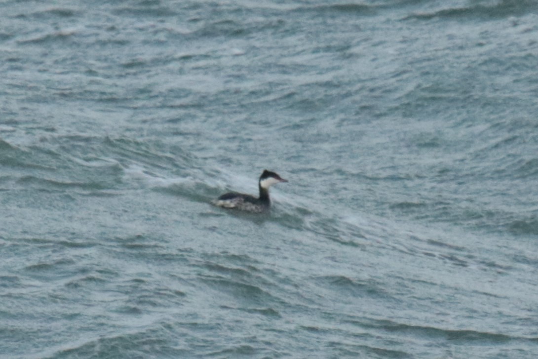 Horned Grebe - Jan Roedolf