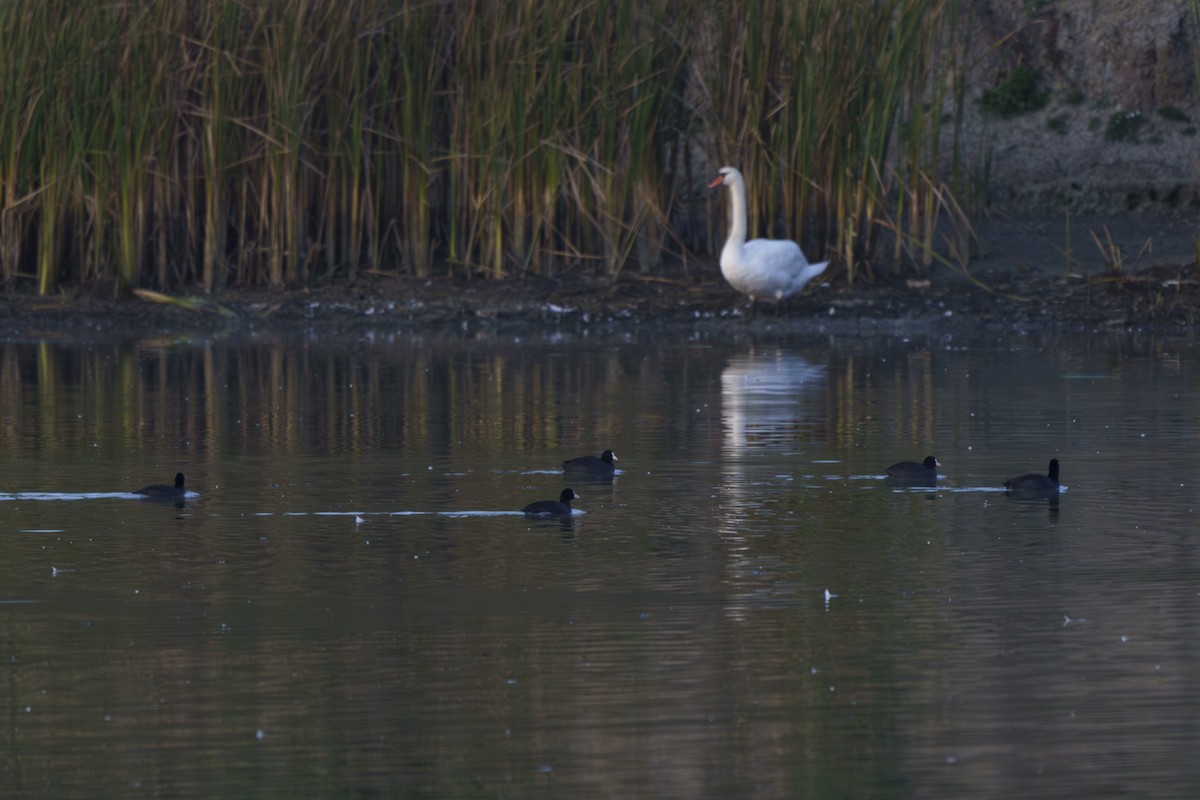 Eurasian Coot - Dominik N