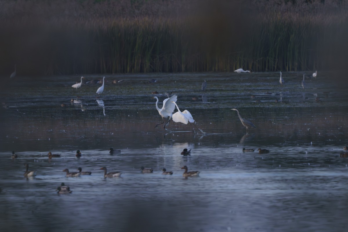 Great Egret - Dominik N