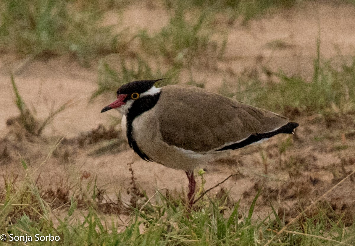 Black-headed Lapwing - ML612795584