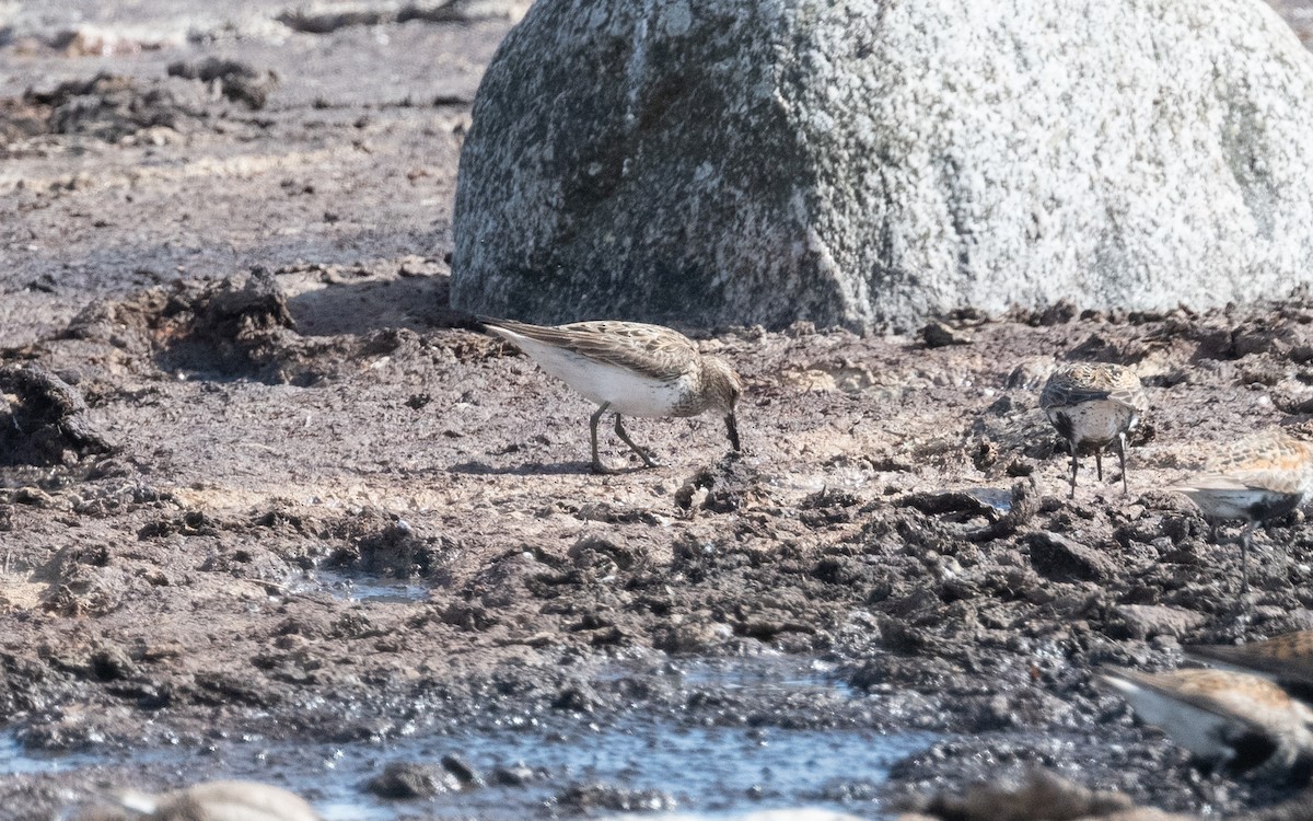 Pectoral Sandpiper - ML612795706