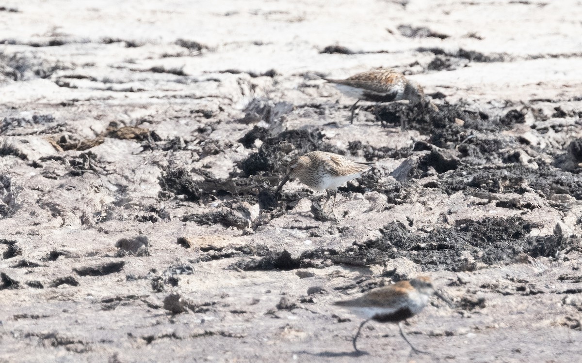 Pectoral Sandpiper - Emmanuel Naudot