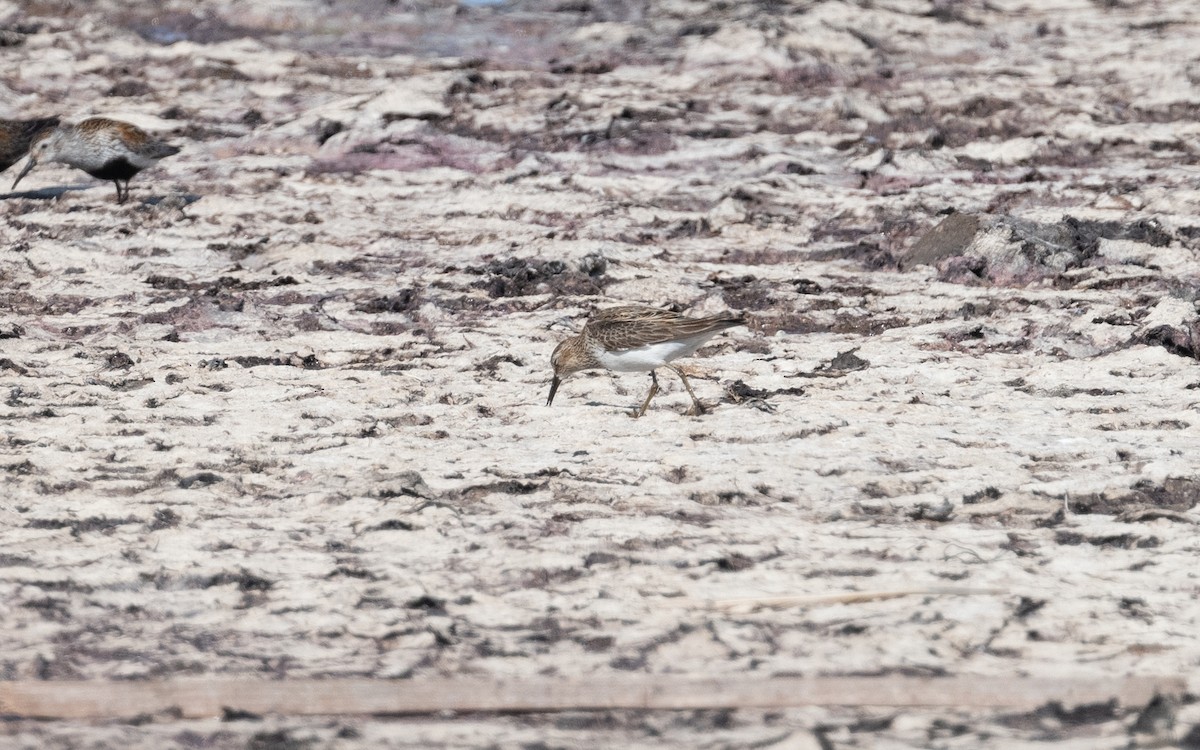 Pectoral Sandpiper - ML612795708