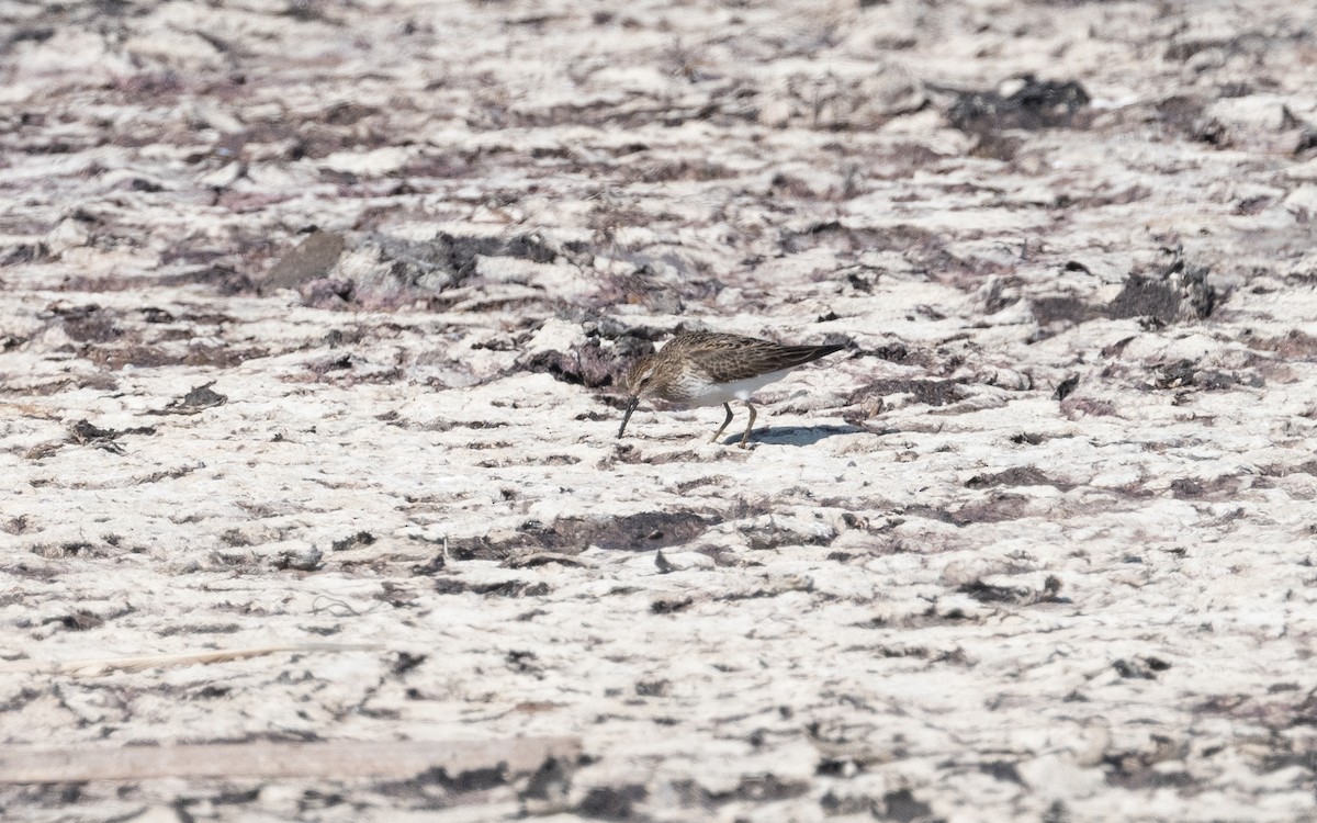 Pectoral Sandpiper - Emmanuel Naudot