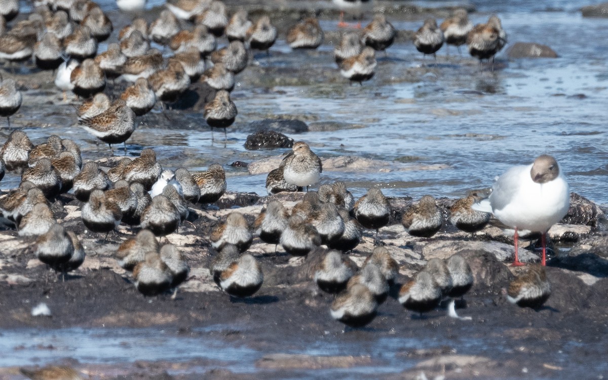 Pectoral Sandpiper - Emmanuel Naudot