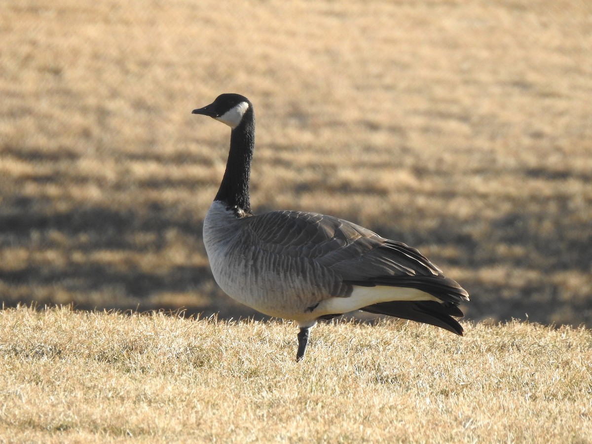 Canada Goose - T B