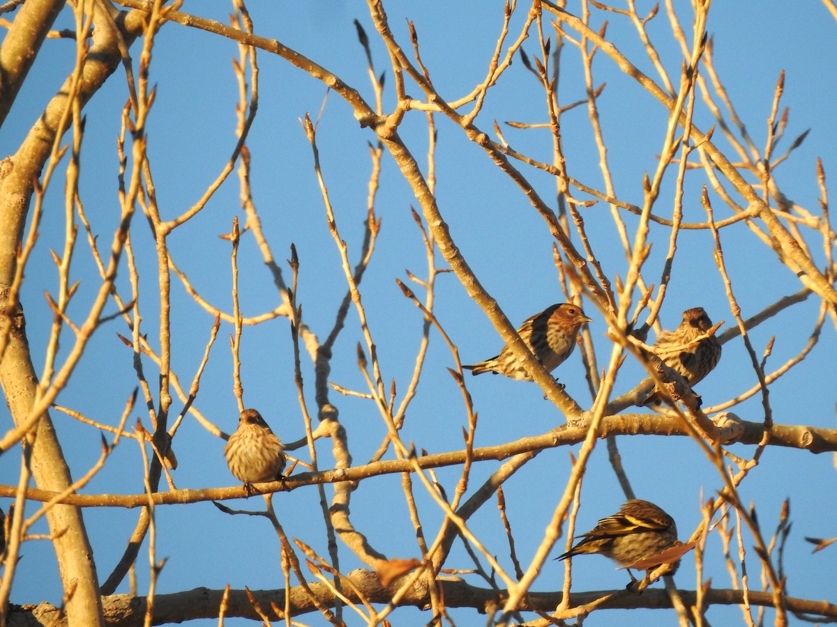 Pine Siskin - ML612795873