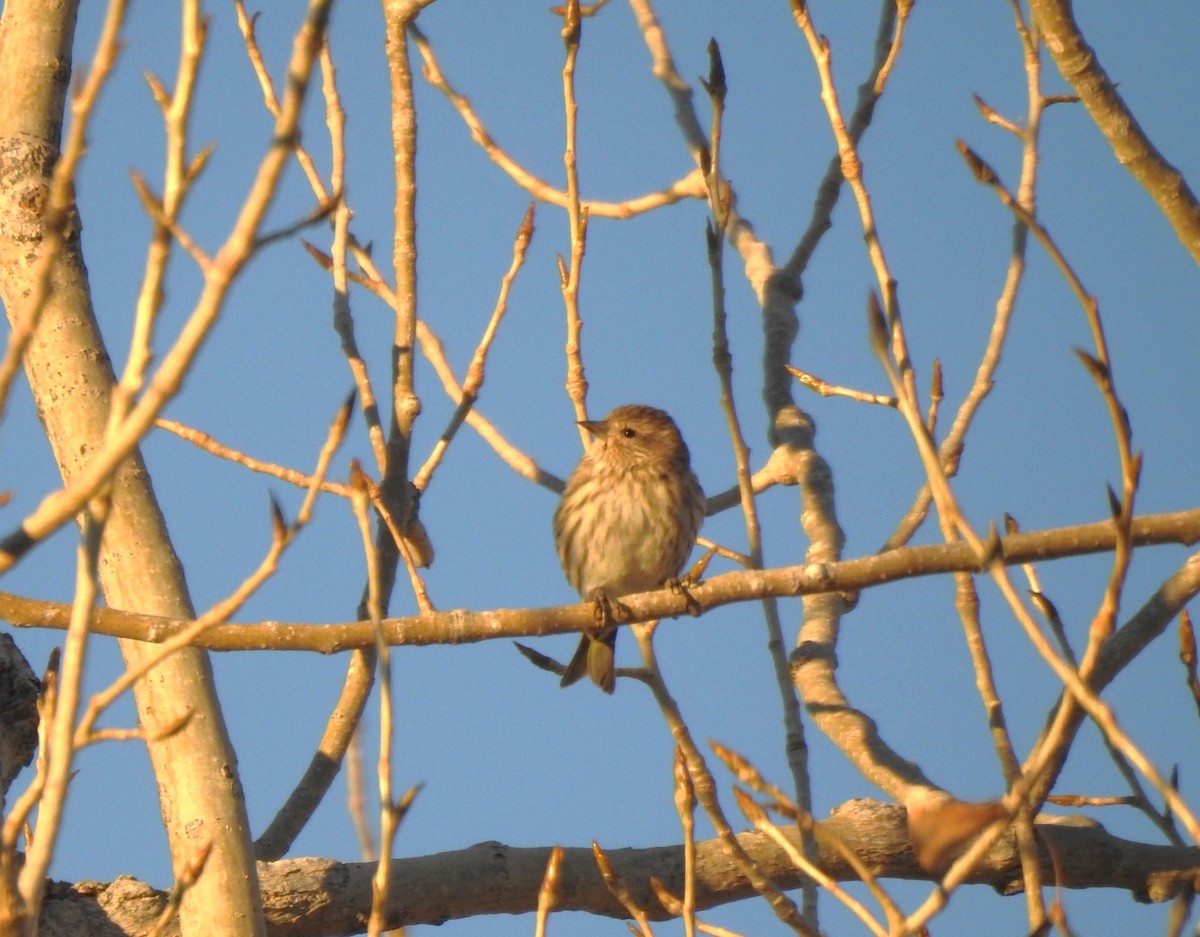 Pine Siskin - ML612795880