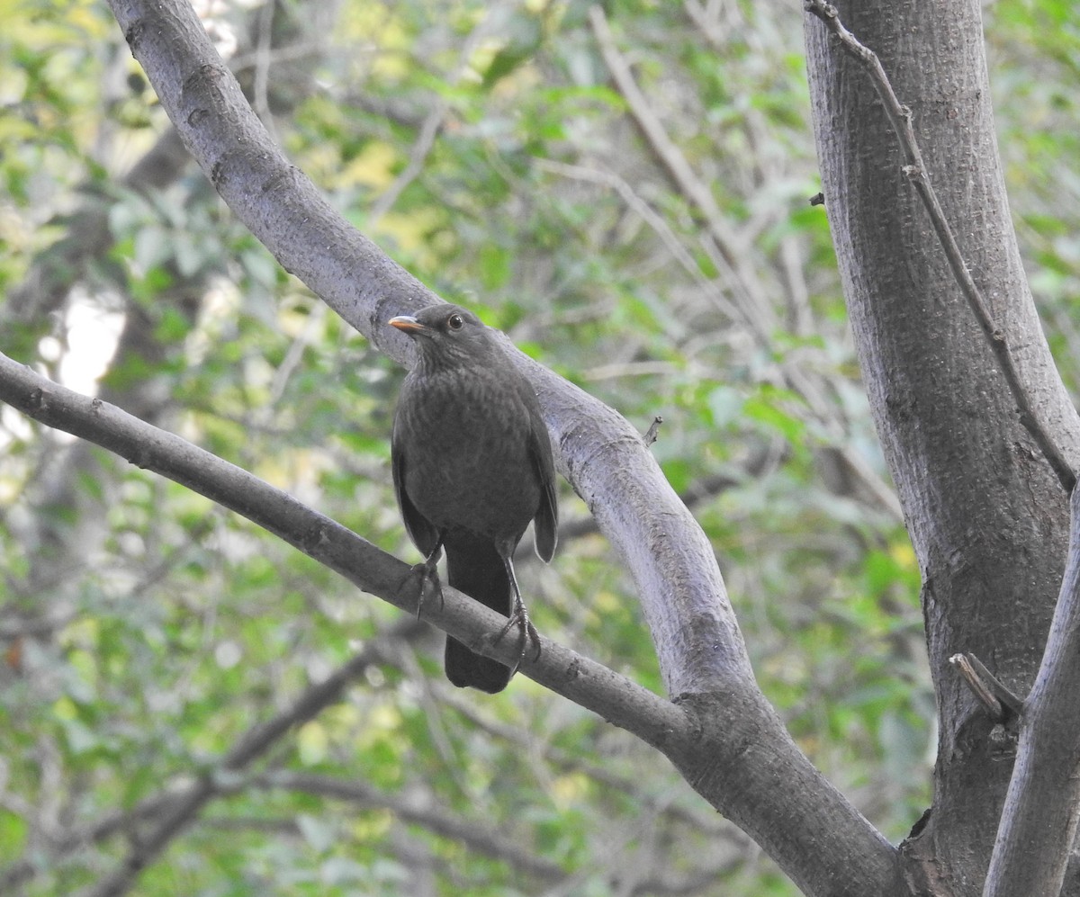 Eurasian Blackbird - ML612795900