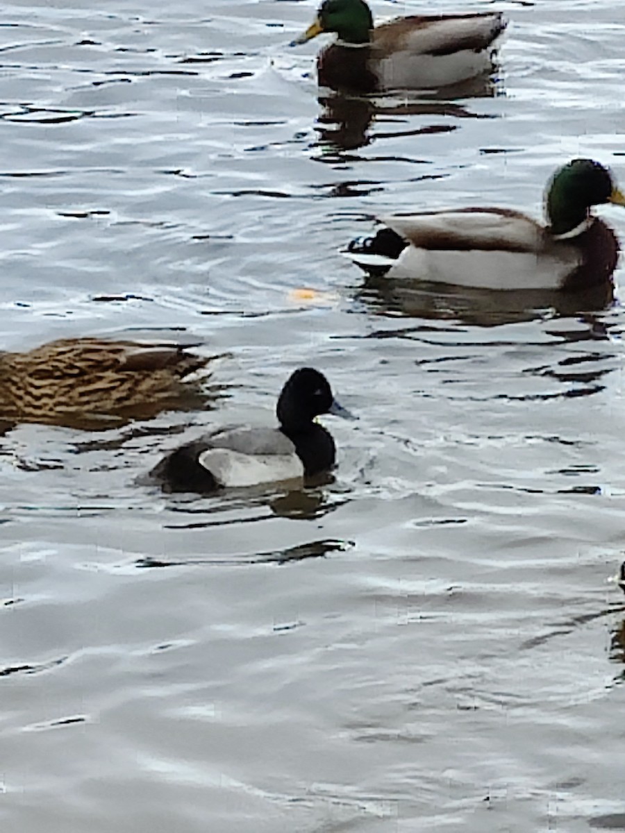 Greater Scaup - ML612795903