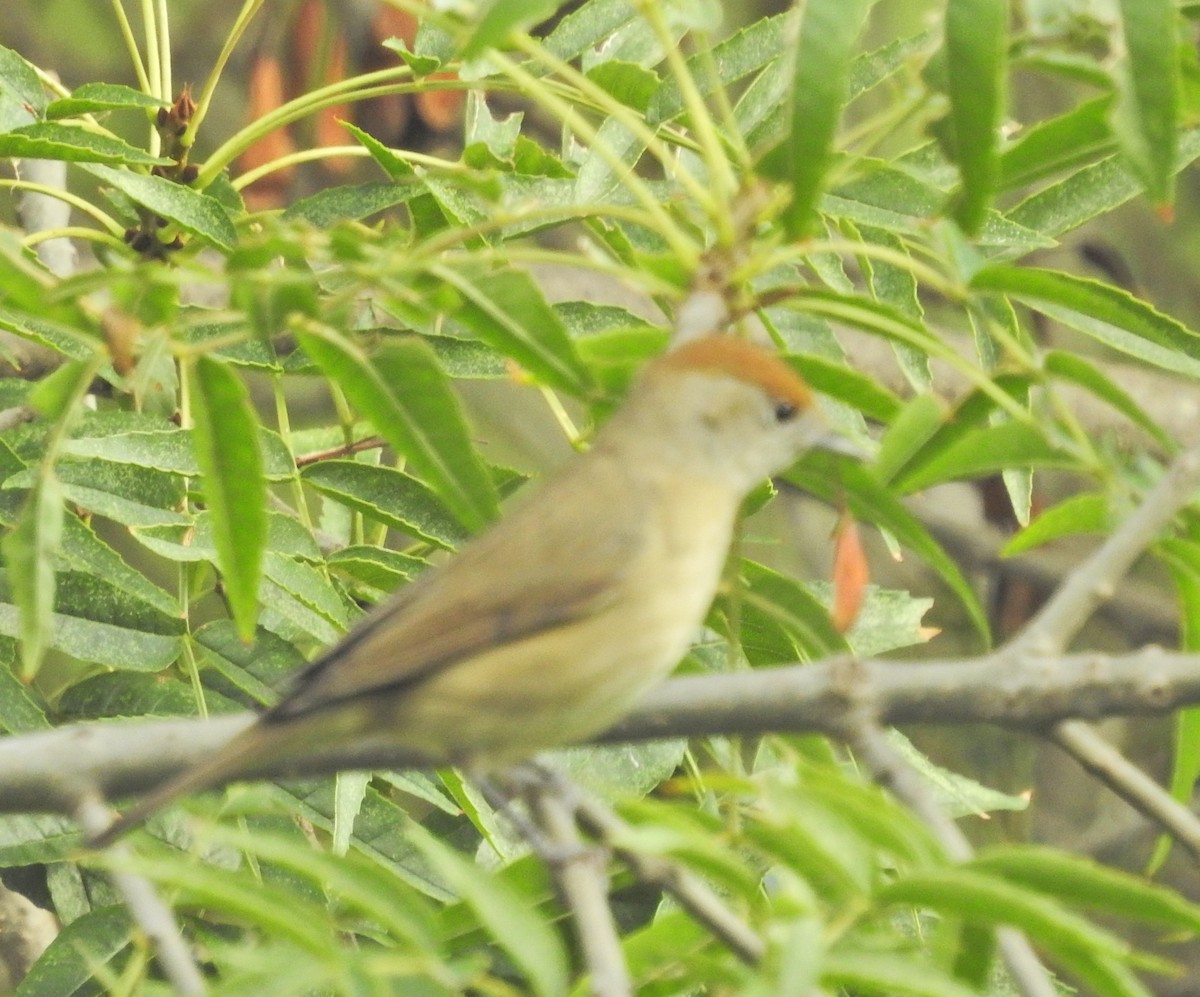 Eurasian Blackcap - ML612795906