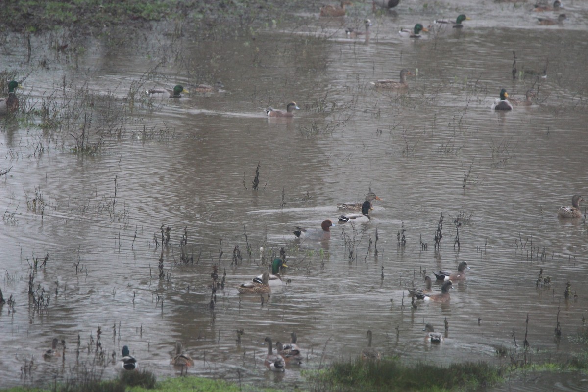 Eurasian Wigeon - ML612795924