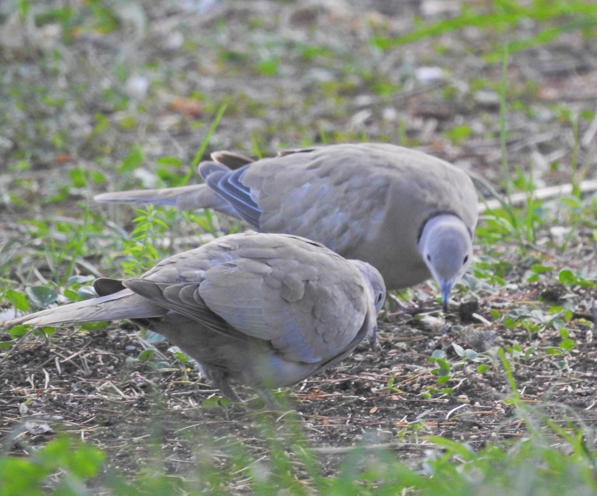 Eurasian Collared-Dove - ML612795977