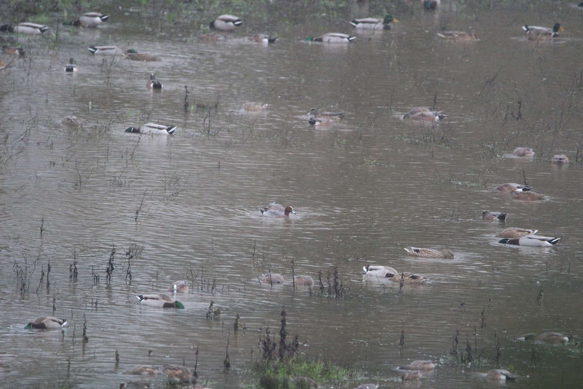 Eurasian Wigeon - ML612796028