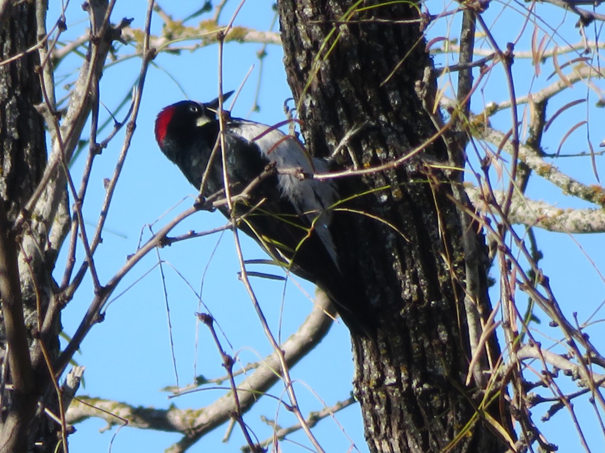 Acorn Woodpecker - Paul Sellin