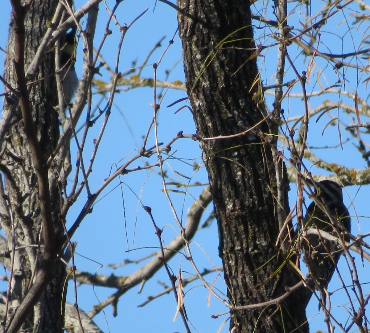 Yellow-bellied Sapsucker - ML612796111