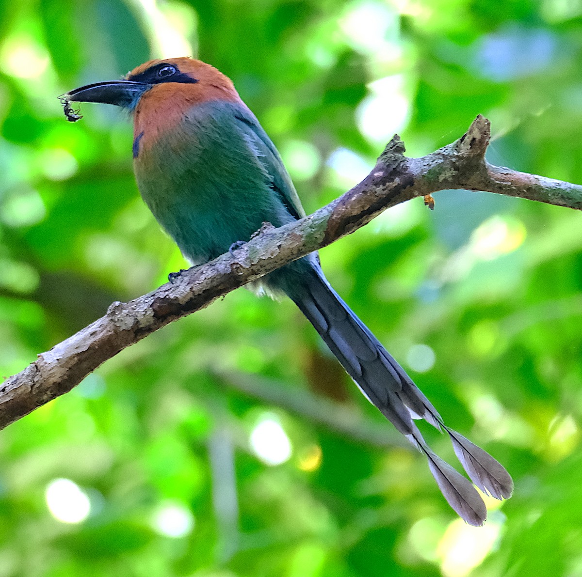 Broad-billed Motmot - ML612796197