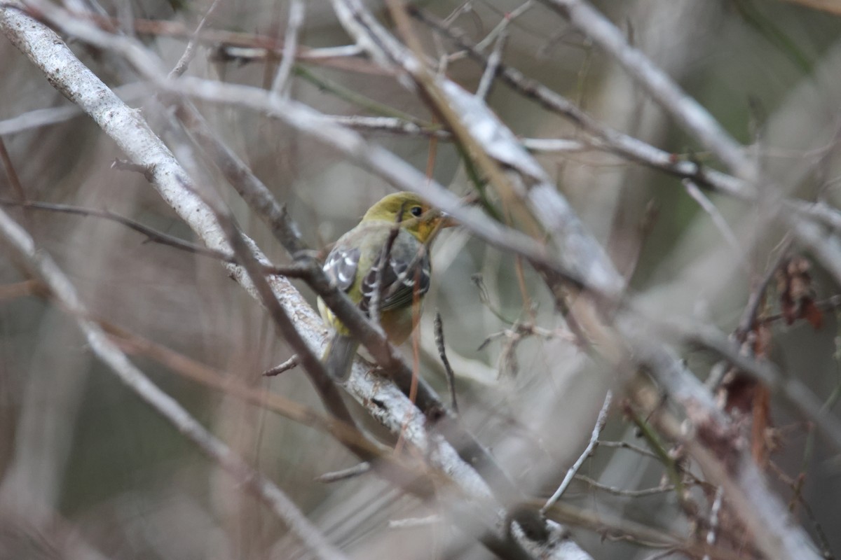 Western Tanager - ML612796225