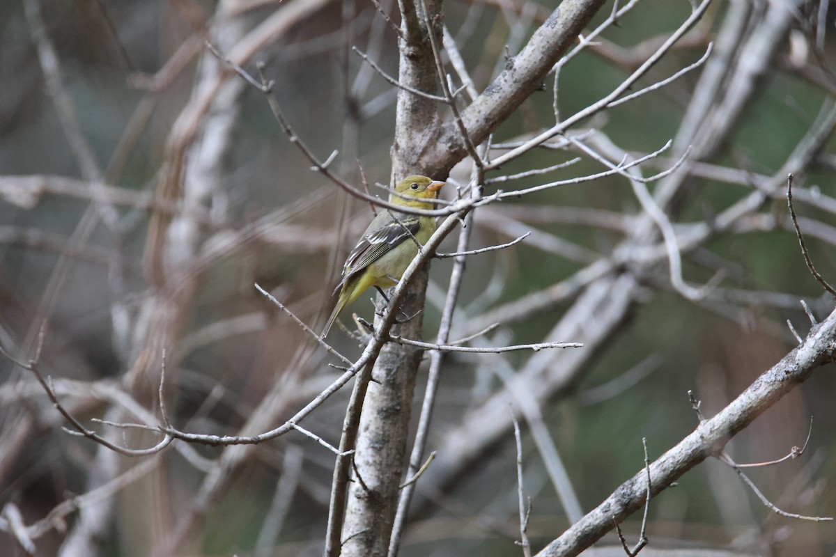 Western Tanager - ML612796226