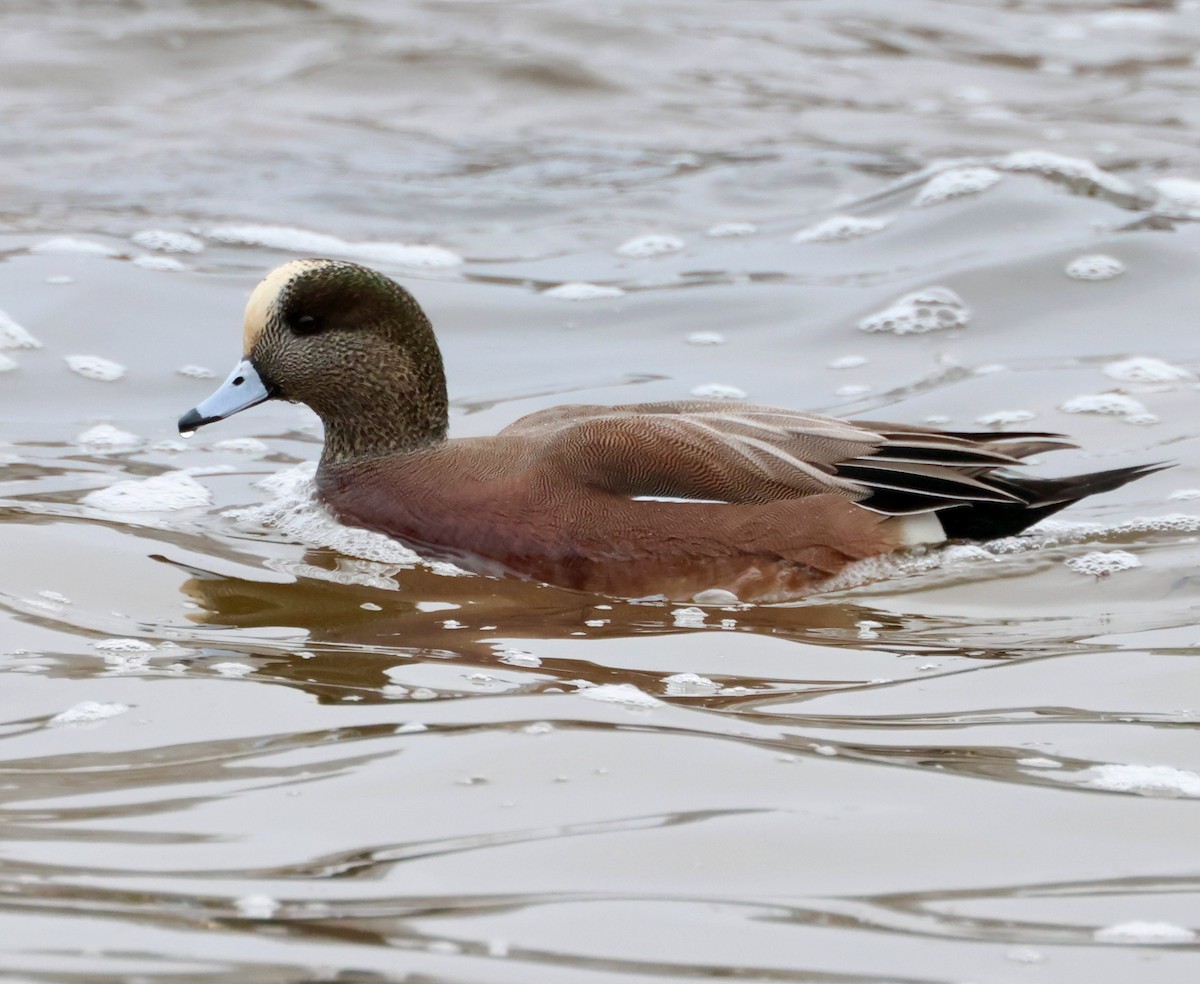 American Wigeon - Lee Anne Beausang