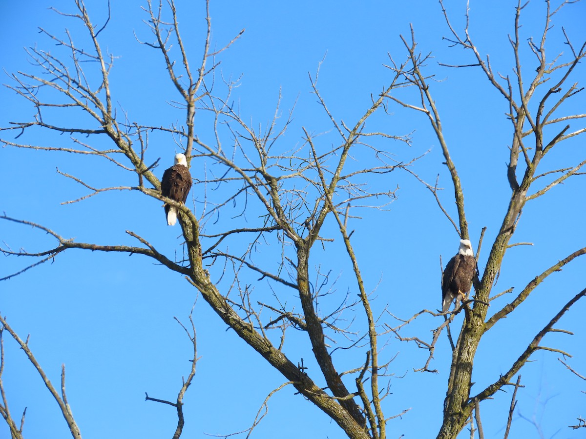 Bald Eagle - ML612796326