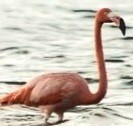 American Flamingo - ML612796331