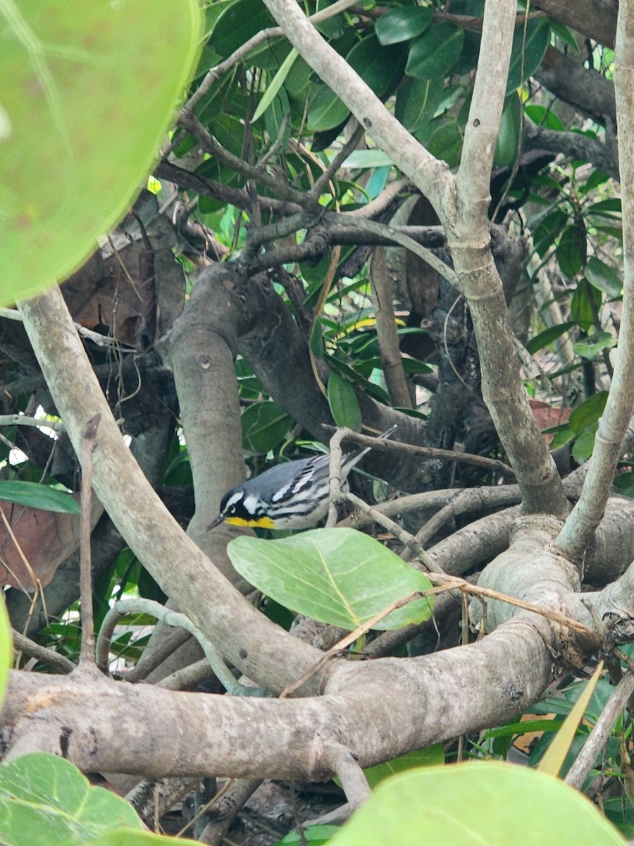 Yellow-throated Warbler - Deborah McCall