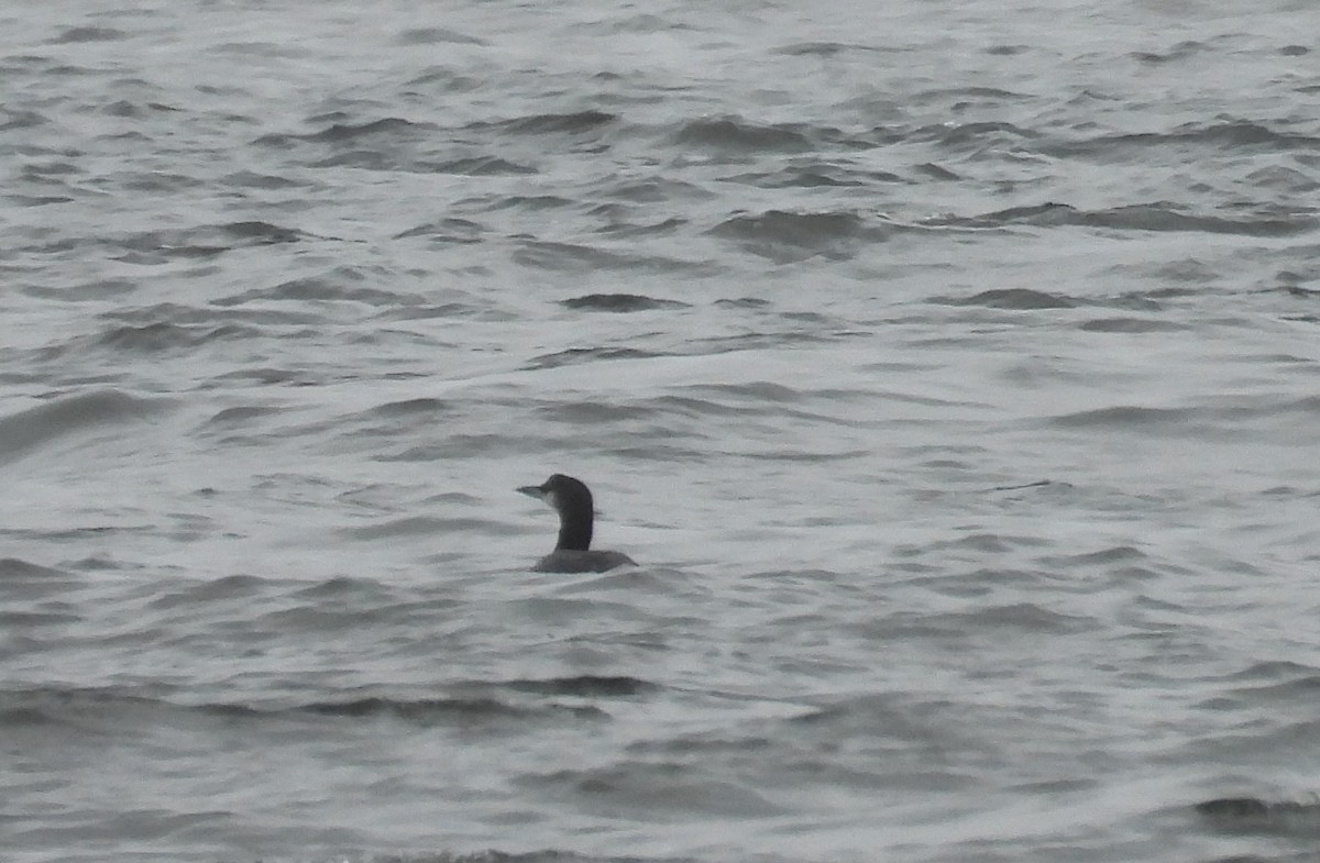 Common Loon - ML612796519