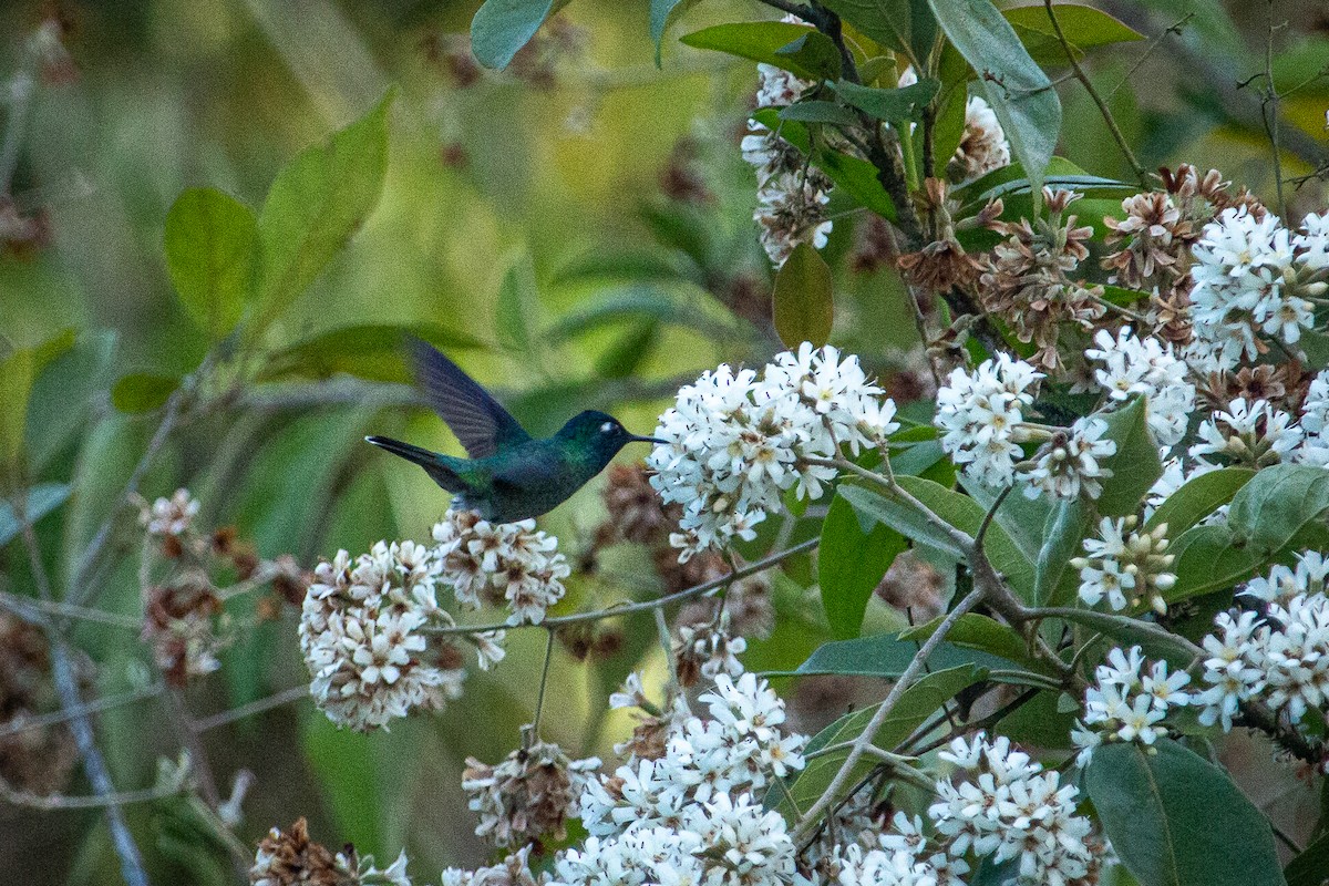 Violet-headed Hummingbird - ML612796531