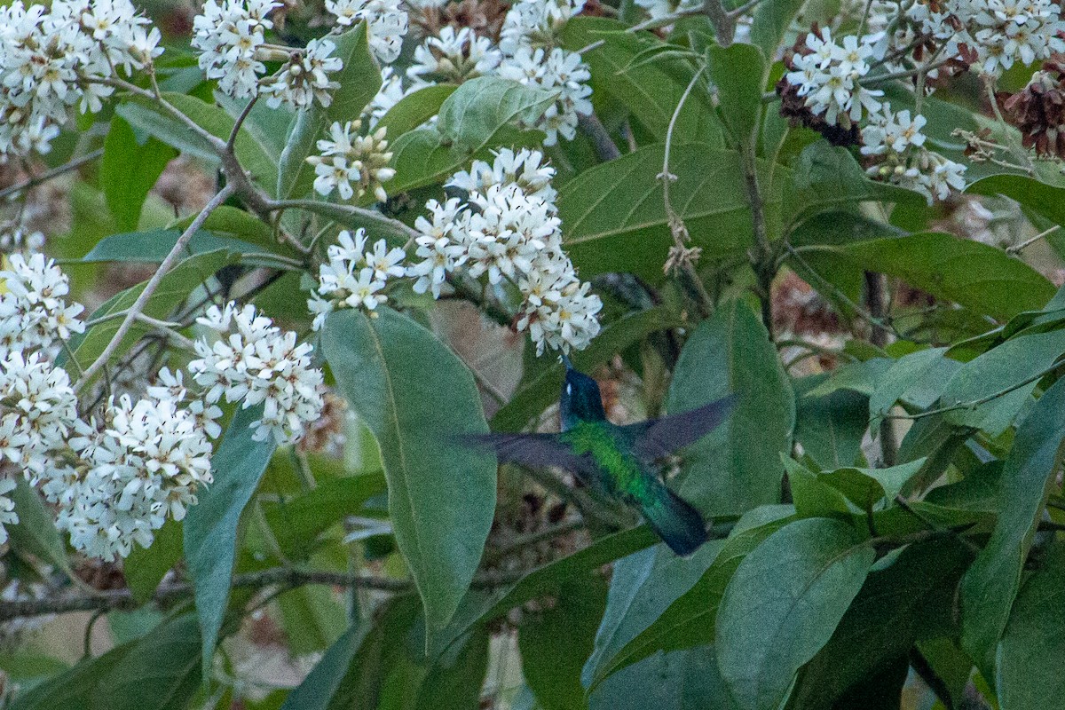 kolibřík fialovohlavý - ML612796532