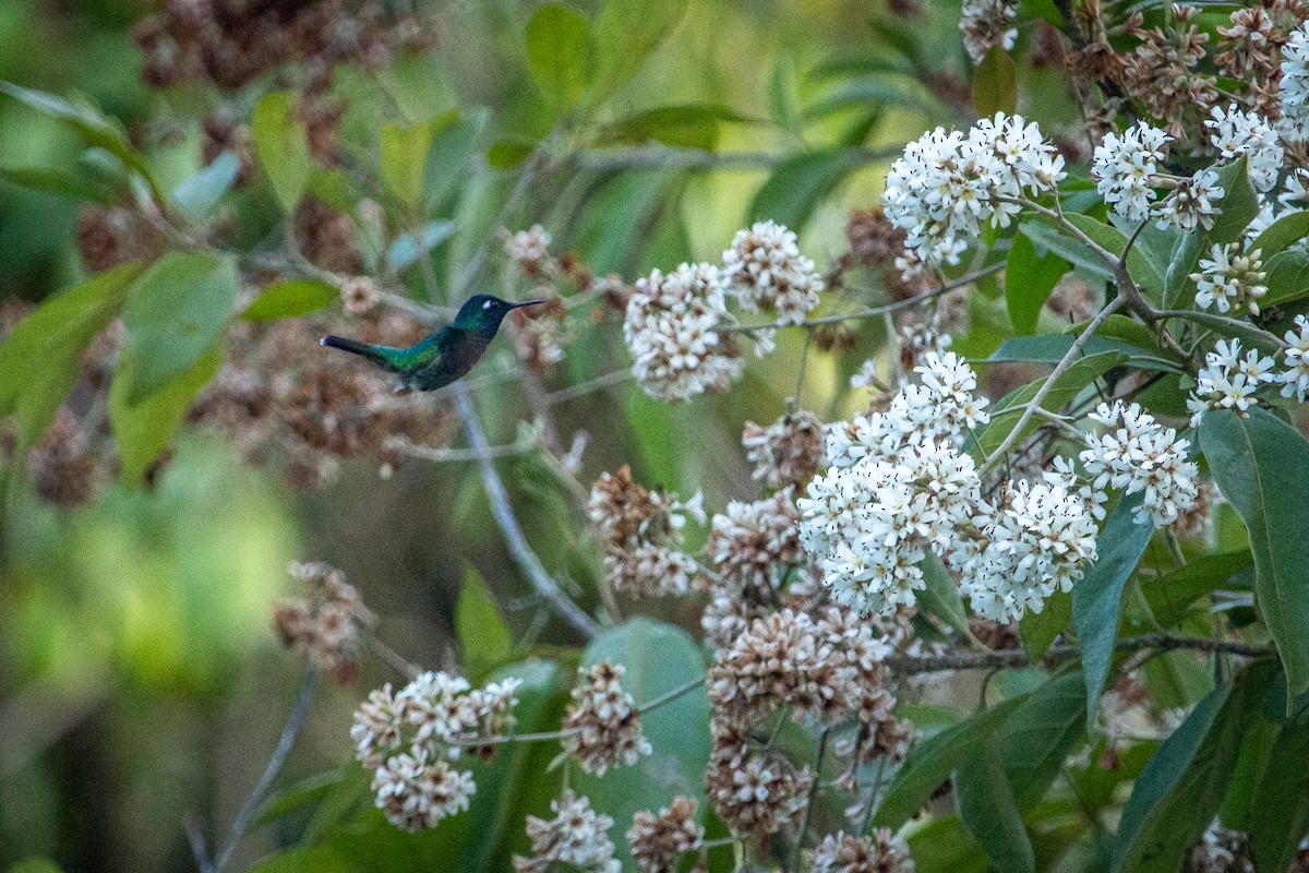 kolibřík fialovohlavý - ML612796535