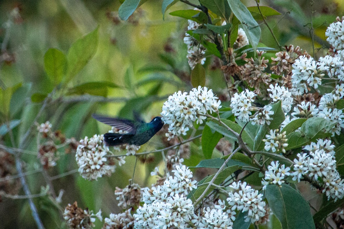 kolibřík fialovohlavý - ML612796536
