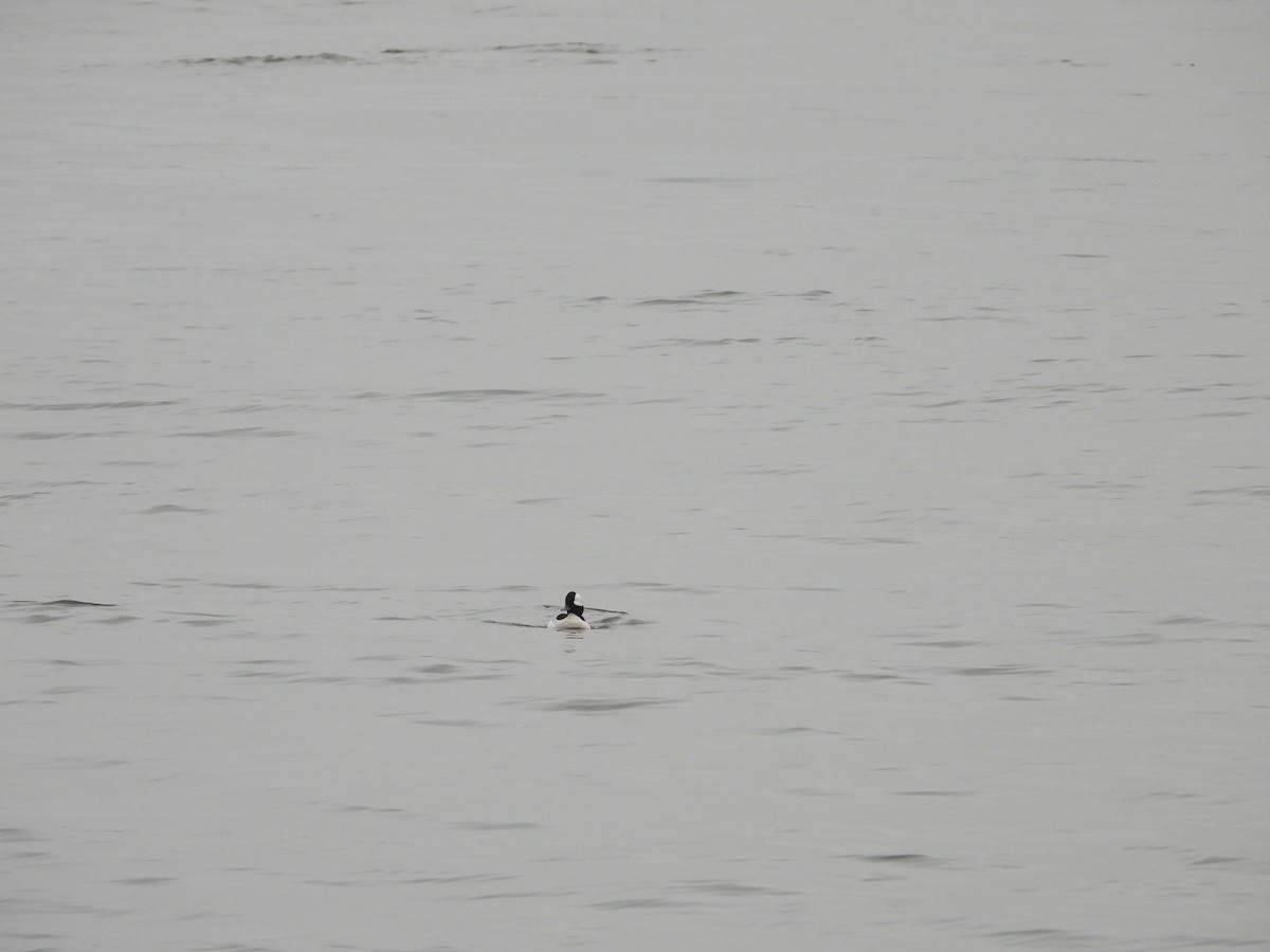 Bufflehead - ML612796548