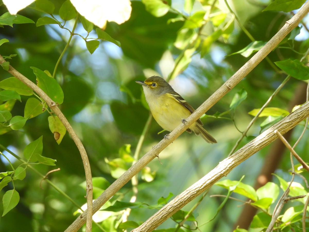 Ak Gözlü Vireo - ML612796565