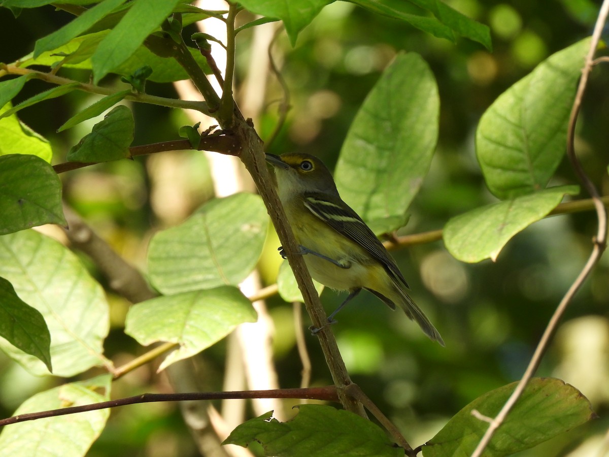 White-eyed Vireo - Hendrew Haley