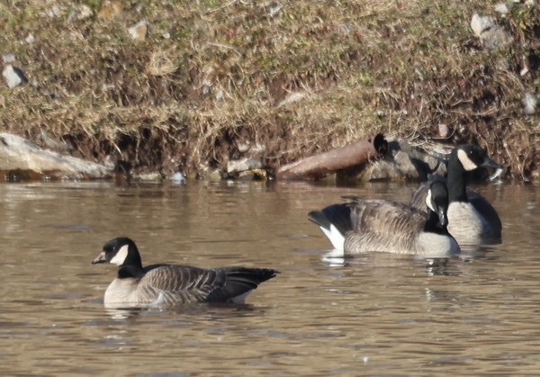 Cackling Goose - Franklin Haas