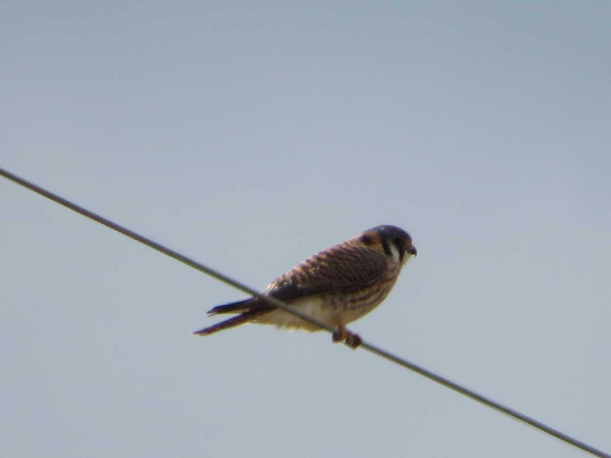 American Kestrel - ML612796614