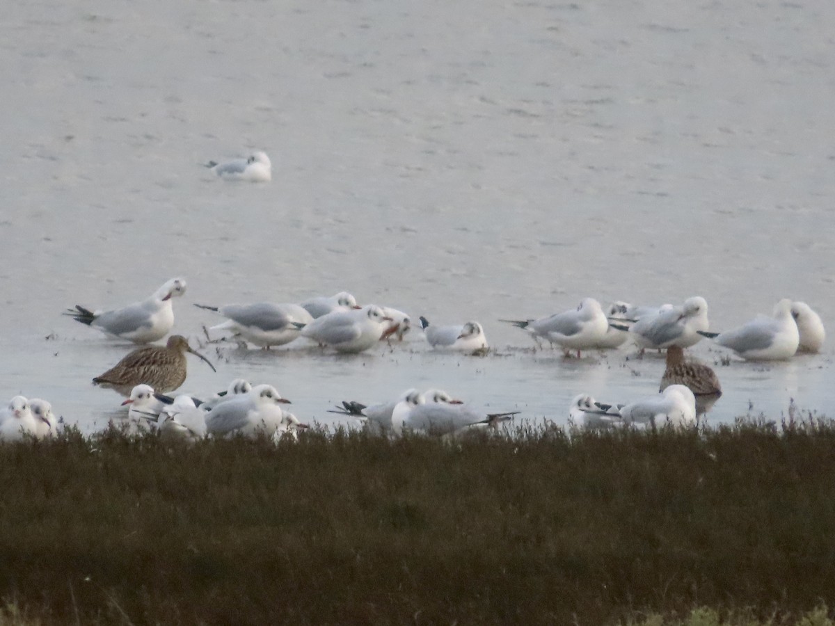 Black-headed Gull - ML612796656