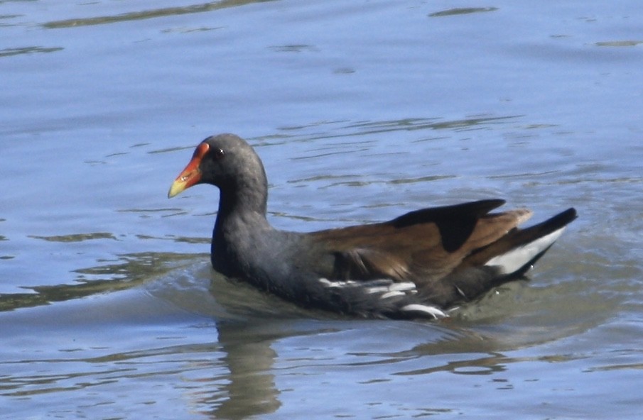 Gallinule d'Amérique - ML612796670